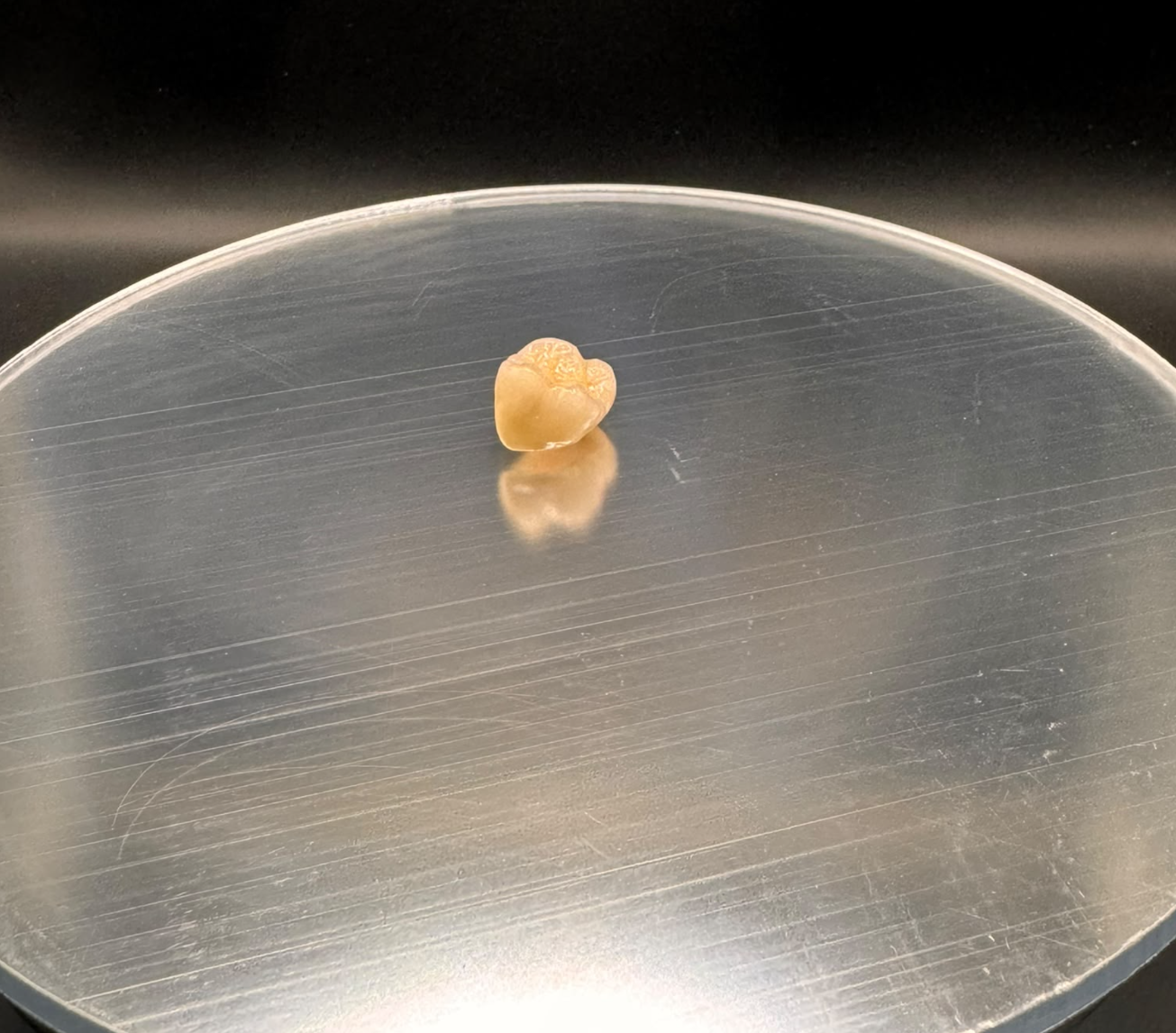 Single tooth-coloured crown on a metal display surface